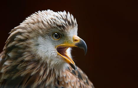 brown and gray falcon with yellow beak thumbnail