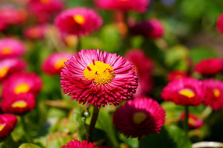 Pink and Yellow Flower thumbnail