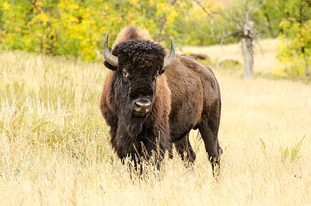 adult brown buffalo on grass field thumbnail