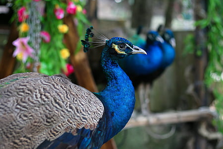 selective focus photography of peacock thumbnail