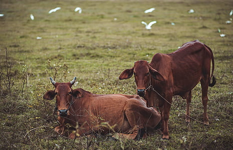 Two Brown Cow on Grass Field thumbnail