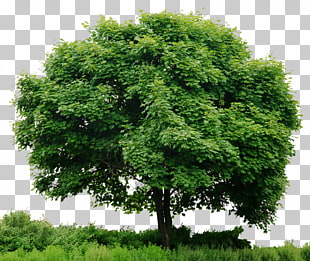 Look at trees , Tree In , green tree illustration PNG clipart