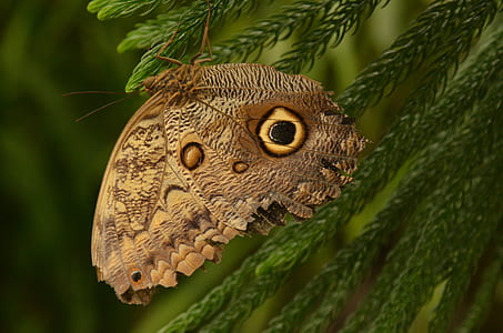selective focus photography of owl butterfly perched on green pine tree leaf thumbnail
