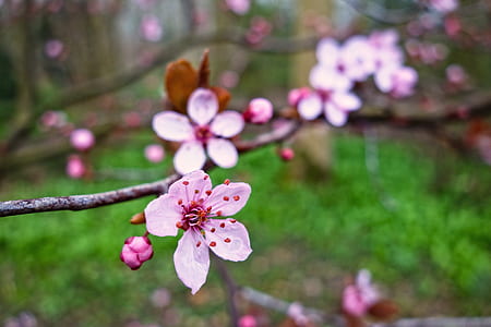 closeup photo of pink cherry blossoms during daytime thumbnail