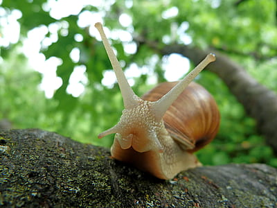 Brown Snail on Tree Branch thumbnail