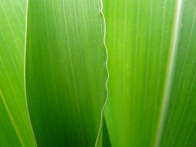 green leaf thumbnail