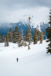 person skiing near tall green pine trees thumbnail