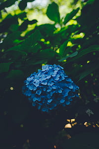 selective focus photography of blue hydrangea flower thumbnail