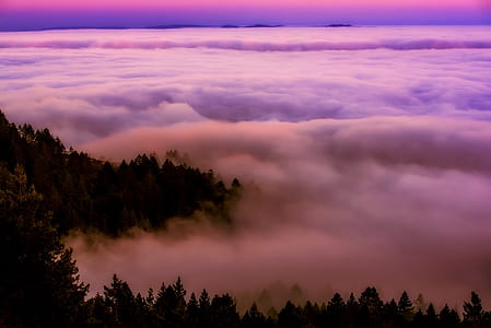 pine trees in front of clouds thumbnail