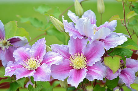 shallow focus photography of purple flower thumbnail