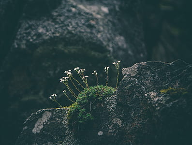white flowers on black rock thumbnail