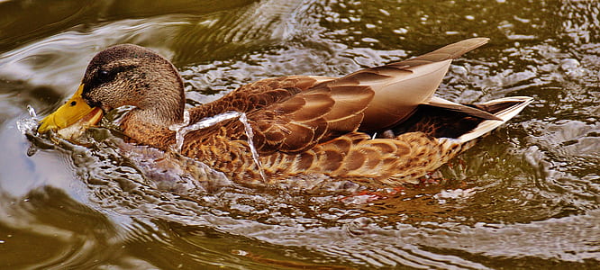 Mallard Duck on Body of Water thumbnail