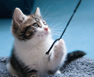 focus photo of white and brown tabby kitten thumbnail