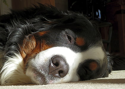 adult tricolor Bernese mountain dog thumbnail
