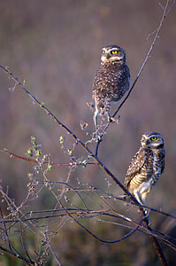 photo two brown birds perched on trees thumbnail