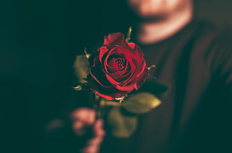 selective photo of red rose thumbnail