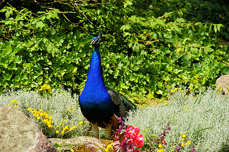 peafowl near tree thumbnail