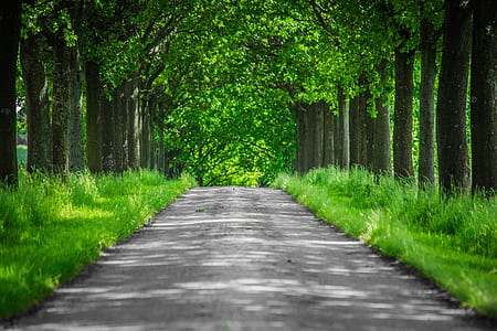 grey concrete road with trees thumbnail