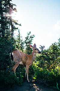deer beside green plant thumbnail