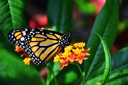 monarch butterfly perched on yellow petaled flower in closeup photography thumbnail