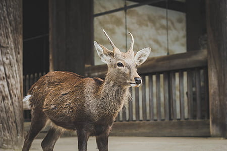 brown deer fawn standing near wooden building outside thumbnail