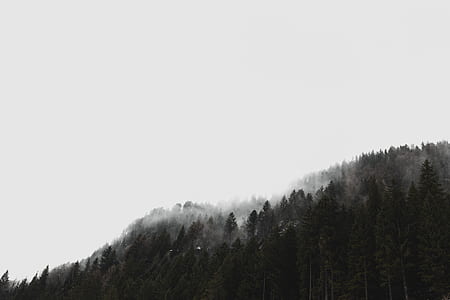 grayscale photo of trees surrounded by fog thumbnail