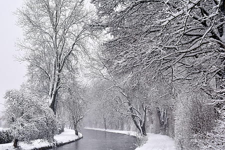 bare tree covered snow thumbnail