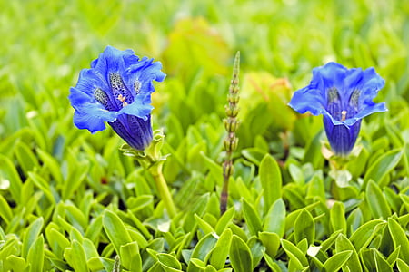 two blue flowers on green grass field thumbnail