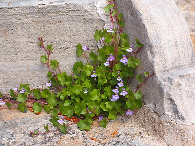 purple flowers on green plant thumbnail
