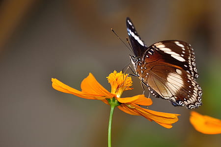 closeup photo of black, brown, and white butterfly perched on orange petaled flower thumbnail