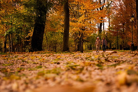 two men waking in middle of forest during daytime thumbnail