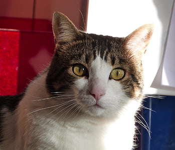 close-up photography of brown and white cat thumbnail