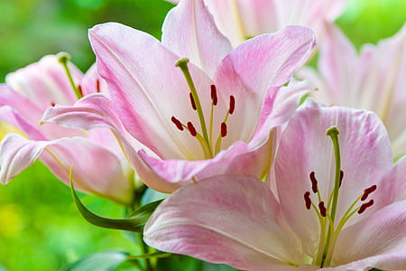 selective focus photography pink lily flowers thumbnail