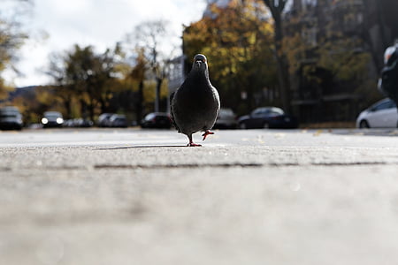 shallow focus lens photo of pigeon thumbnail
