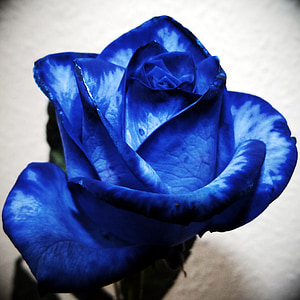 macro photography of blue and white fower thumbnail