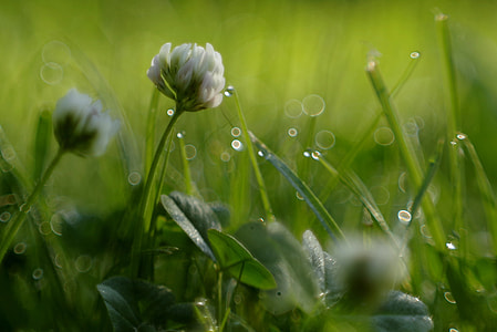 white cluster flower in self-focus photography thumbnail