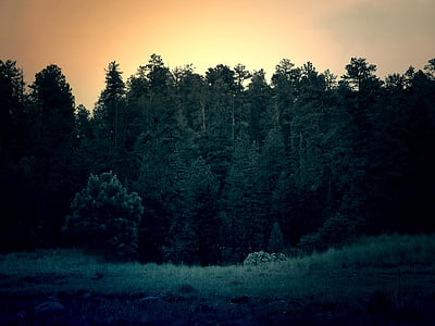 green trees under orange sunset thumbnail