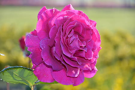 pink rose in bloom at daytime thumbnail