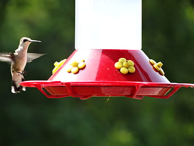 red and white bird bath thumbnail