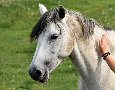 person holding white horse thumbnail
