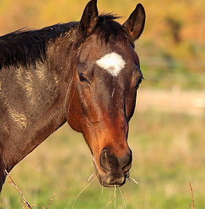 shallow focus photography of brown horse thumbnail