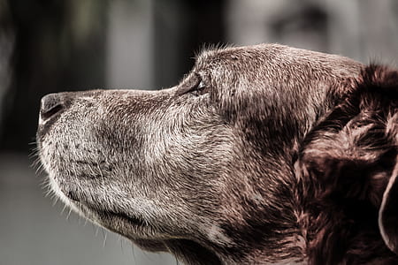 Brown Dog thumbnail