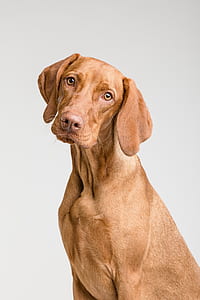 short-coated brown dog staring at camera thumbnail