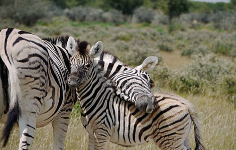 two zebras on grass thumbnail