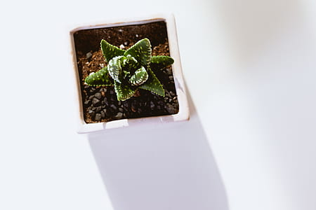 green succulent on white ceramic pot thumbnail
