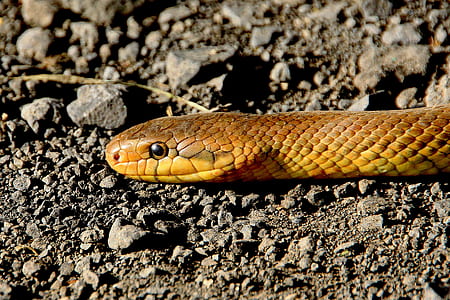 low-angle view of yellow snake on ground thumbnail