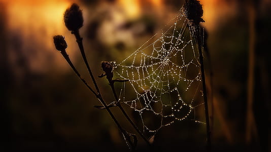 Selective Focus Photography of Spider Web thumbnail