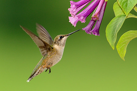 selective focus photography of yellow Hummingbird thumbnail