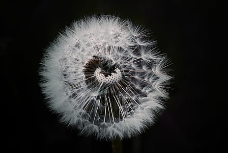 macro close-up photography of white dandelion flower thumbnail