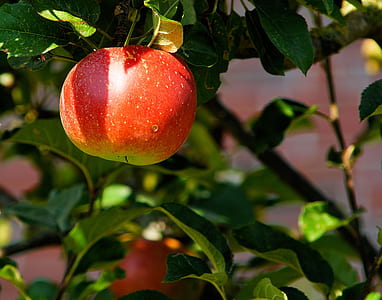 red apple at daytime thumbnail